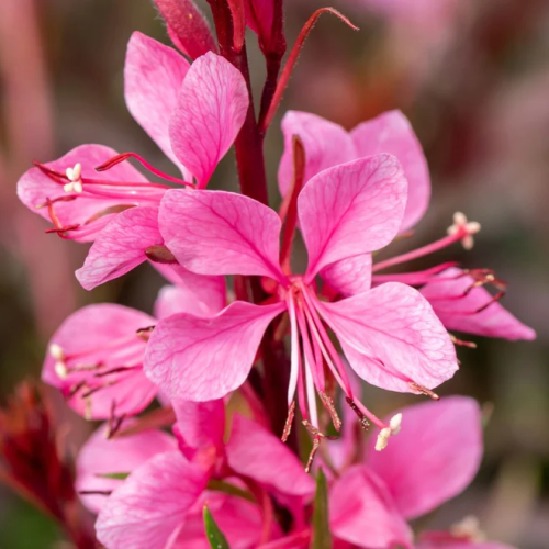 Gaura GRACEFUL PINK 