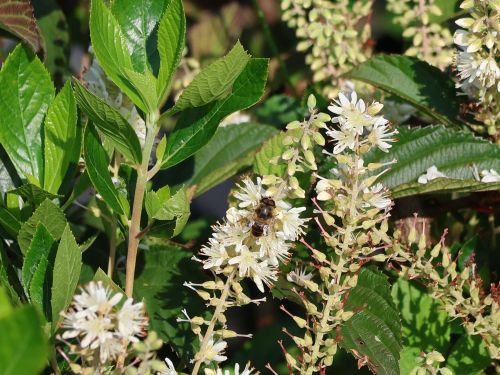 Clethra alnifolia HUMMINGBIRD