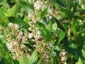 Orszelina HUMMINGBIRD