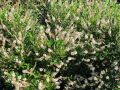 Orszelina HUMMINGBIRD