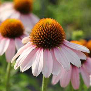 Echinacea PINK SKIPPER