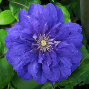 Clematis BEAUTY OF WORCESTER