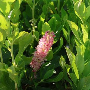 Zwergschneeball PINK SPIRE