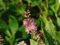 Orszelina PINK SPIRE