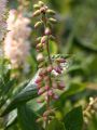 Orszelina PINK SPIRE