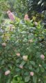 Orszelina PINK SPIRE