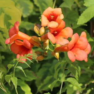 Trompetenblume INDIAN SUMMER