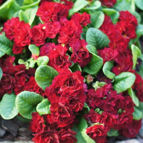 Primel Belarina VALENTINE