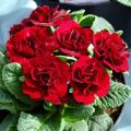 Pierwiosnek Belarina VALENTINE