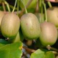 Kiwi