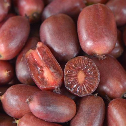 Kiwi SCARLET SEPTEMBER