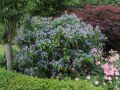 Hortensja piłkowana BLUEBIRD