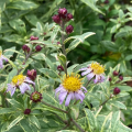 Aster