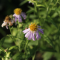 Aster