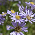 Aster