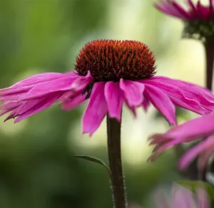 Echinacea SPLENDOR COMPACT DARK ROSE