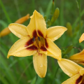 Liliowiec