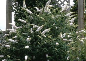 Schmetterlingsflieder WHITE BOUQUET