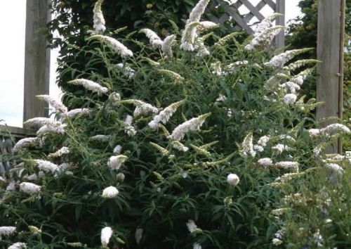 Schmetterlingsflieder WHITE BOUQUET
