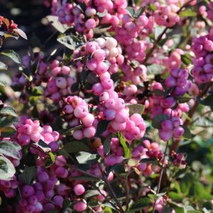 Schneebeere MAGIC BERRY