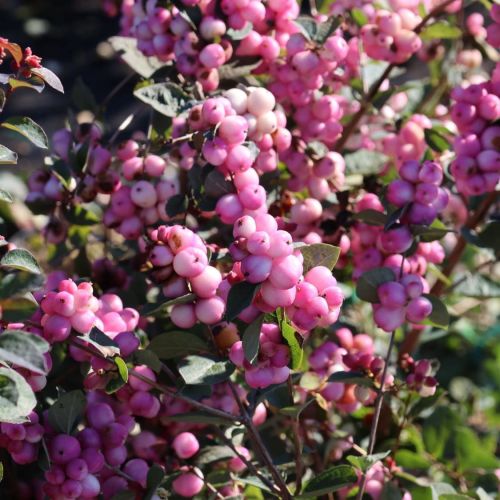 Schneebeere MAGIC BERRY