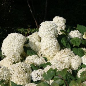 Hortensie STRONG ANNABELLE 