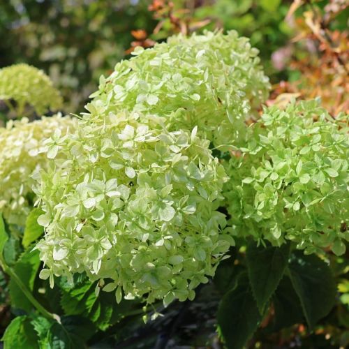Hortensie LIMETTA