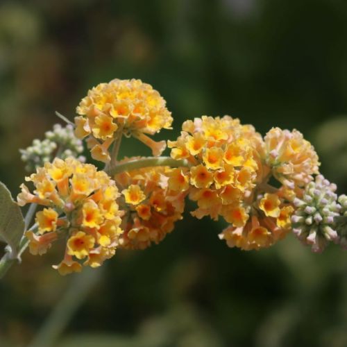 Schmetterlingsstrauch SUNGOLD
