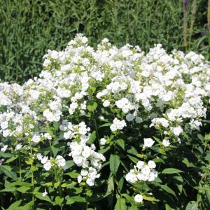 Phlox paniculata DAVID