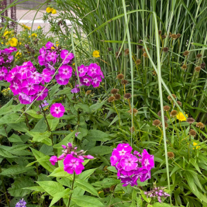Phlox paniculata LAURA