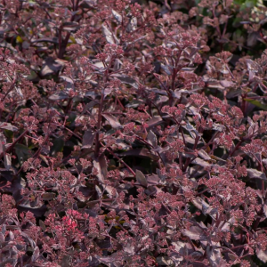 Sedum GLOBE PURPLE