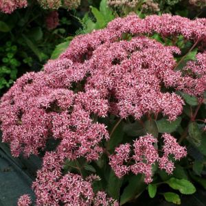 Sedums CLOUD WALKER 