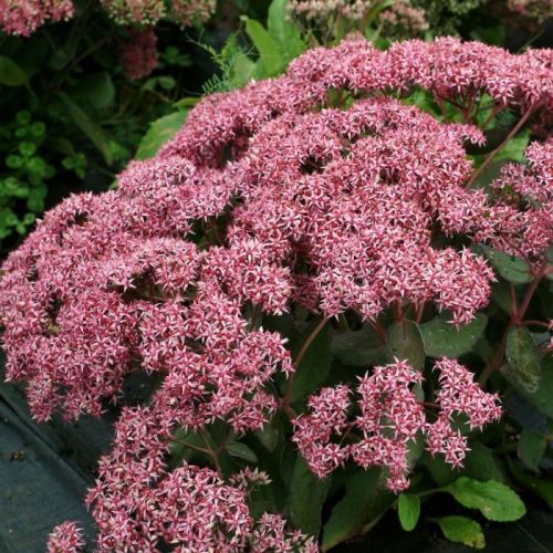 Sedums CLOUD WALKER 