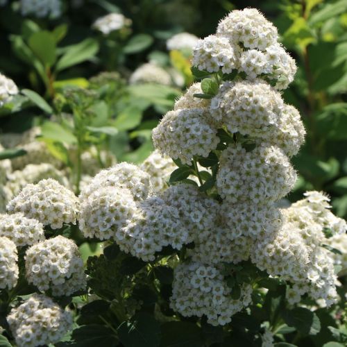 Birkenblättrigen Spiraea TOR