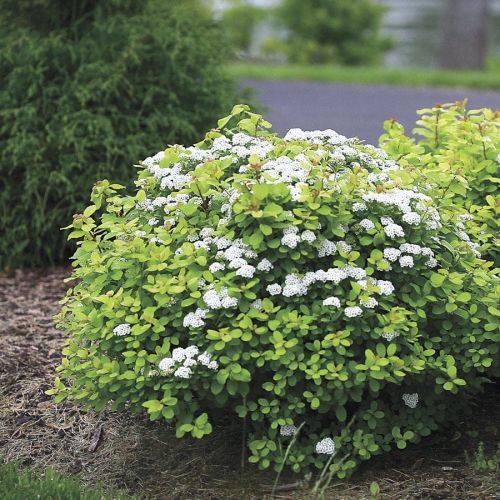 Birkenblättrigen Spiraea ISLAND 