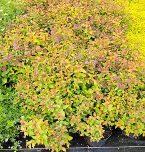 Japanischen Spiraea CANDLELIGHT