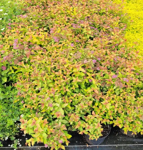 Japanischen Spiraea CANDLELIGHT