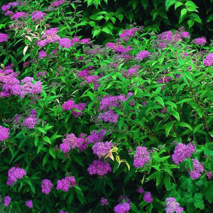 Japanischen Spiraea DART'S RED