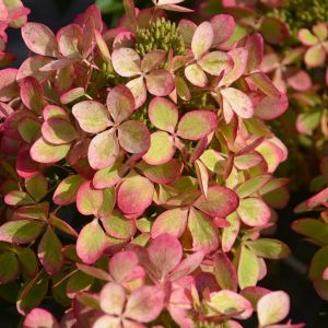Hortensie PASTELGREEN