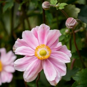 Anemone GARDEN BREEZE WHIRLWIND PINK