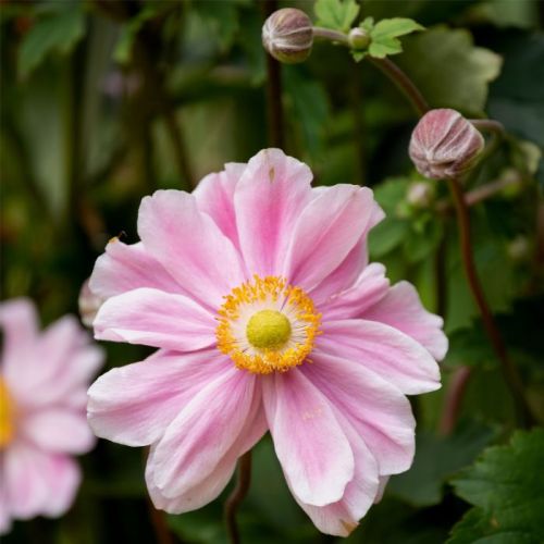 Anemone GARDEN BREEZE WHIRLWIND PINK