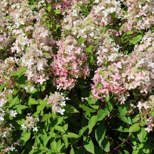 Rispenhortensie CONFETTI