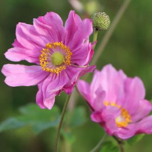Japanischen Anemone MARGARETE