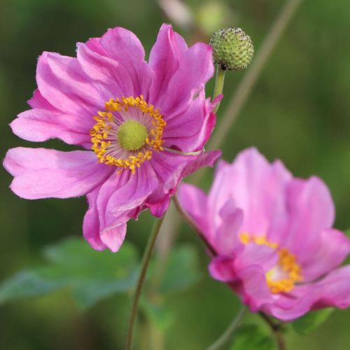 Japanischen Anemone MARGARETE