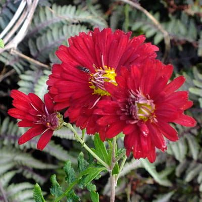 Chrysantheme DUCHESS OF EDINBURGH