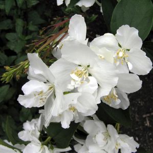 Jasminstrauchs DAME BLANCHE 