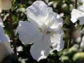 Hibiskus WHITE CHIFFON - ketmia syryjska
