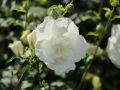 Hibiskus WHITE CHIFFON - ketmia syryjska