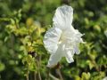 Hibiskus WHITE CHIFFON - ketmia syryjska