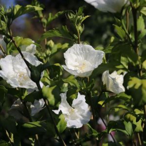 Hibiskus WHITE CHIFFON - Syrischer Hibiskus